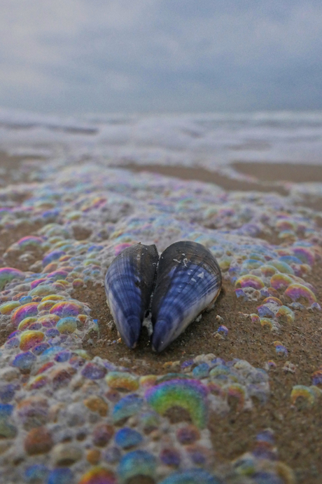 Blauwe Mossel op het strand van Egmond aan Zee