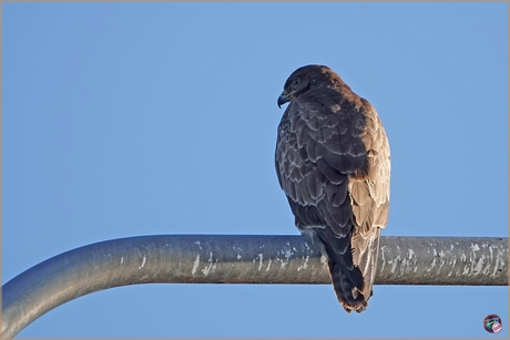 Buizerd …