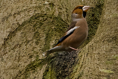 Appelvink