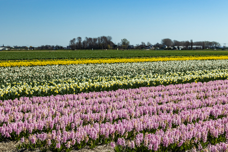 Narcissen en hyacinthen...