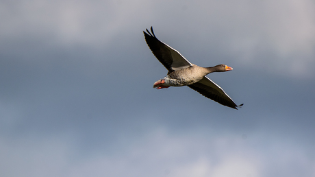 grauwe gans in de vlucht