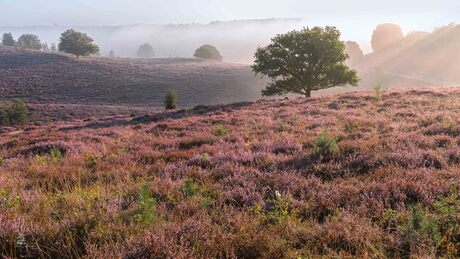Heide