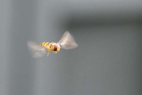 Vliegend insect