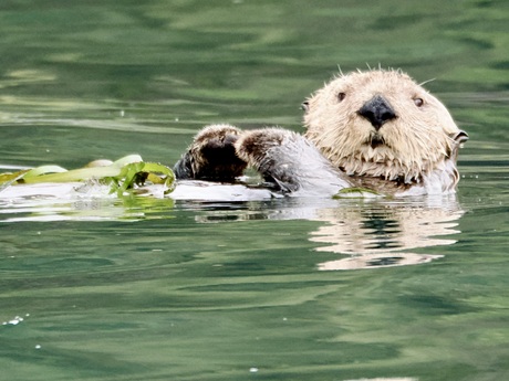 Zee otter in Canada