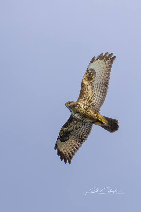 Buizerd