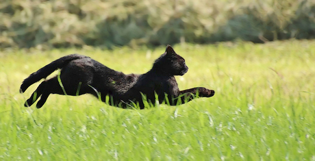Zwarte kat rent door een weiland