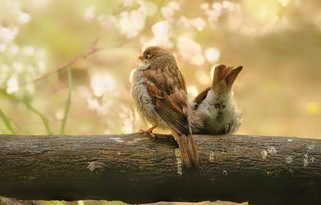 Samen 