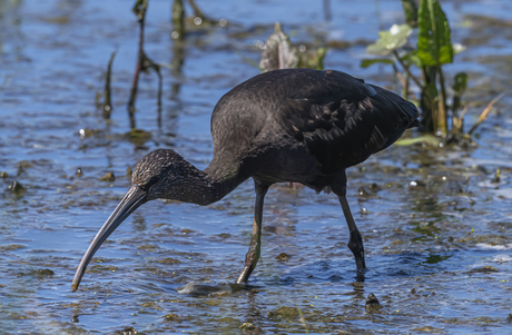 Zwarte ibis 