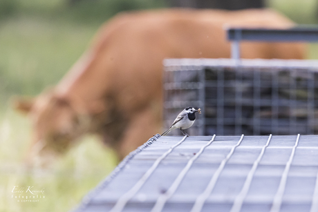 Het kleine vogeltje en de grote koe! 