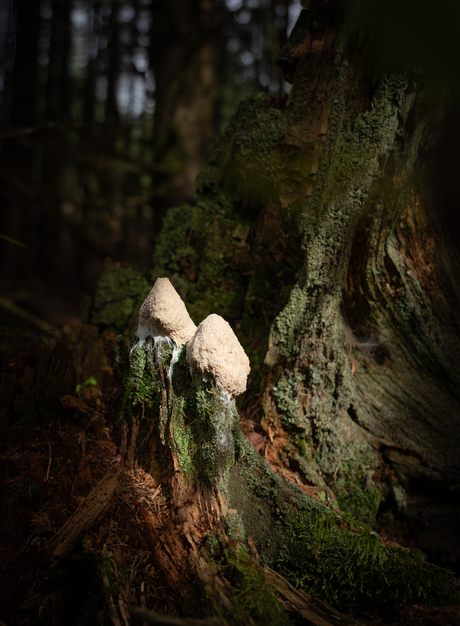 Paddenstoelen/Schimmels 