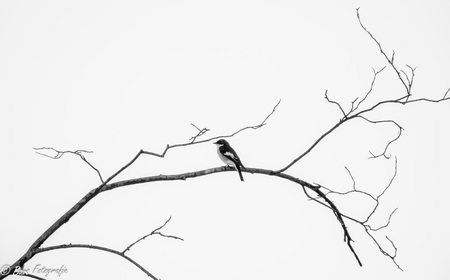 If color not realy contributes to the picture..... - Literaly in Dutch we would call this bird the pied flycatchter - foto door BavoPhoto op 12-05-2025 - locatie: Dwingeloo, Nederland - deze foto bevat: sony, dsc-rx10m4, 24-600mm f2.4-4.0, iso 400, diafragma ƒ/4, sluitertijd 1/1000s, brandpuntafstand 220mm, vogel, tak, gewerveld, takje, bek, monochrome fotografie, vleugel, zwart en wit, veerkracht, schetsen