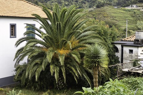 Byzondere Palmboom in São Vicente, Madeira 