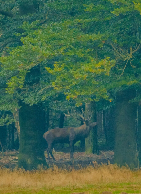 Groot hert in het bos