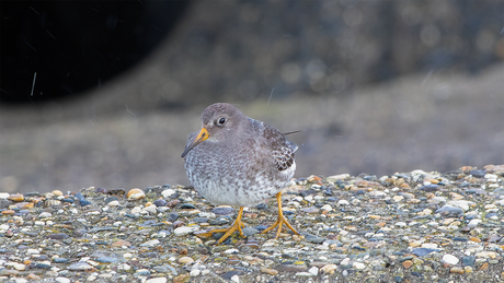 Paarse strandloper 