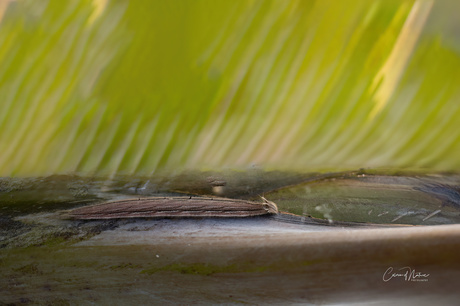 Rups van de Caligo vlinder 