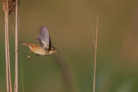 Bestelling afgeleverd op het nest
