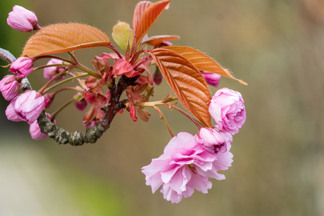 de natuur ontwaakt weer komt weer tot leven
