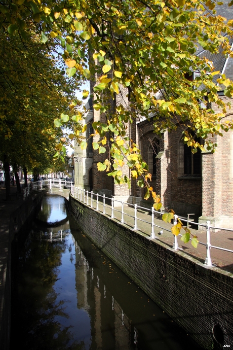 Door de bomen de kerk zien 