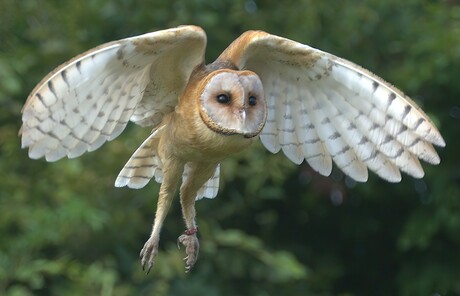 Kerkuil in vlucht
