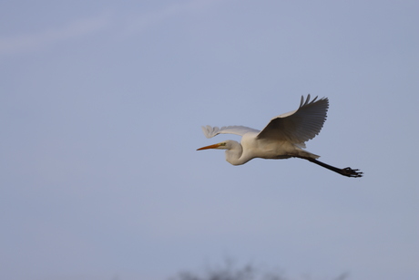 Witte reiger