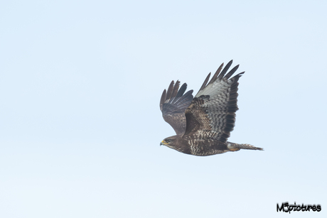 Buizerd