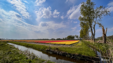 Bloembollenvelden