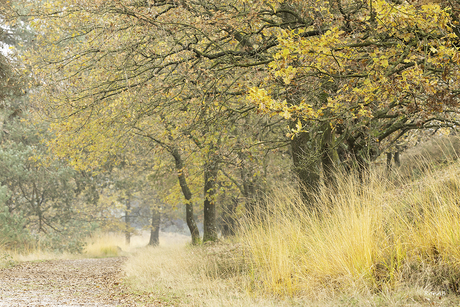 Herfst op de Brunssumerheide