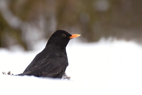 Merel in de sneeuw 