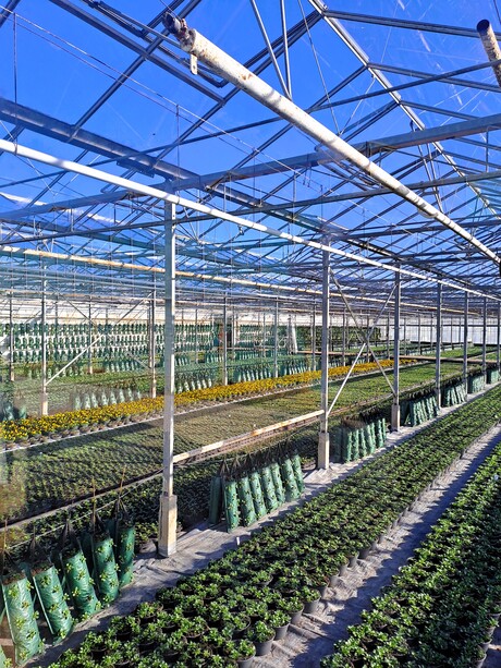 20260214  144322  . Lente gevoel  in Westland nr2  IN KIJK tuin lokatie  14 feb 2026  .