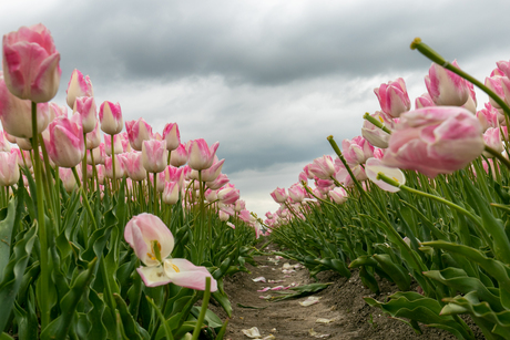 Tulpen