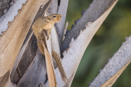 Kleine zonne-eekhoorn op de stam van een palmboom