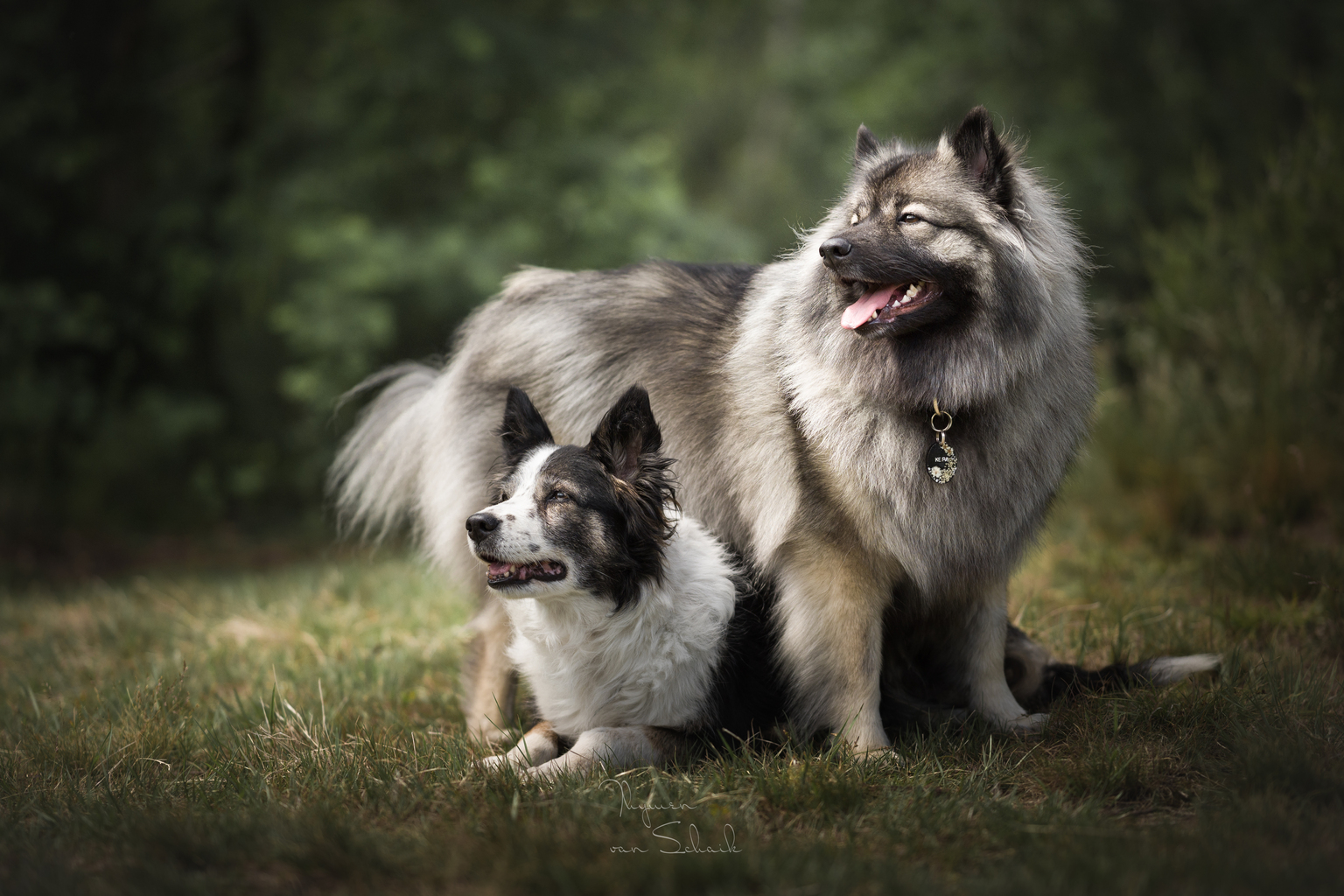 what is a collie keeshond dog