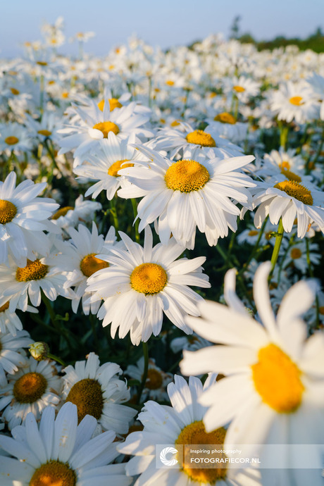 Bloemenveld in de avondzon