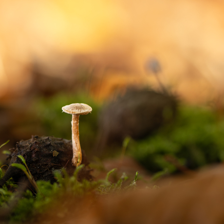 Mini paddenstoeltje.