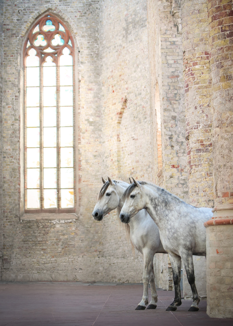 Paarden in een kerk