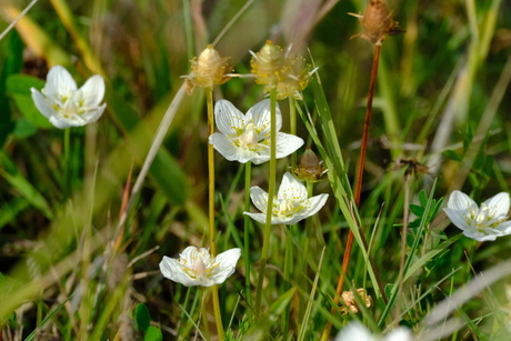 Parnassia 