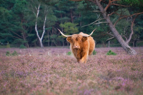 Schotse Hooglander op de heide