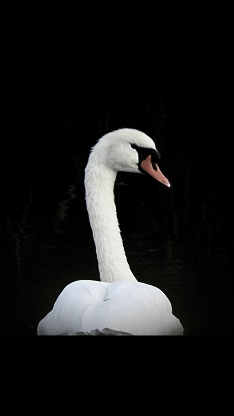 Zwanenmeer