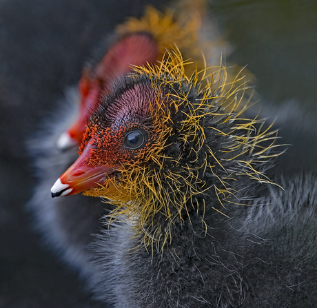 Jonge Meerkoetjes