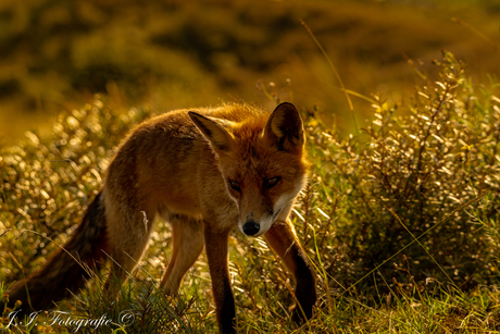 Vos in de duinen