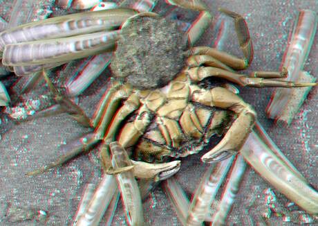 Crab strand Hoek van Holland 3D