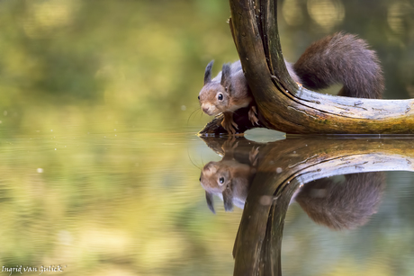 Eekhoorn met spiegeling