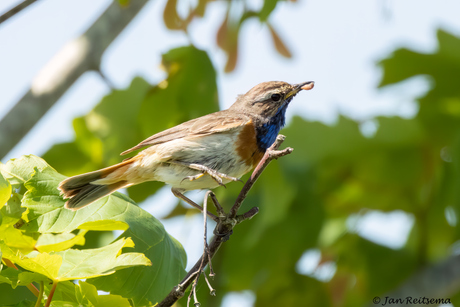 Blauwborst