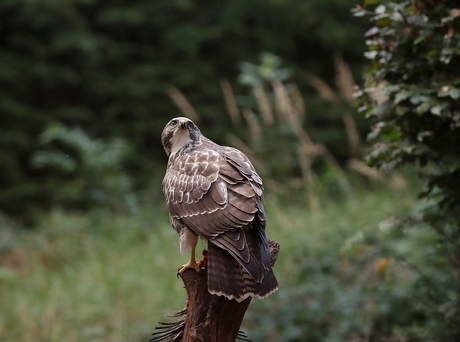 Buizerd