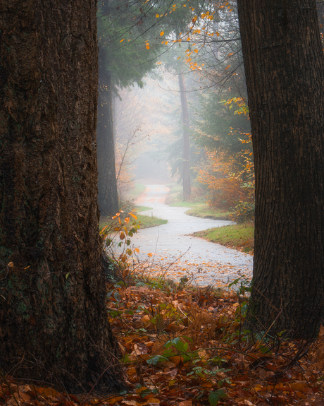 Framed by Trees