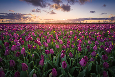 Paars tulpenveld bij zonsondergang