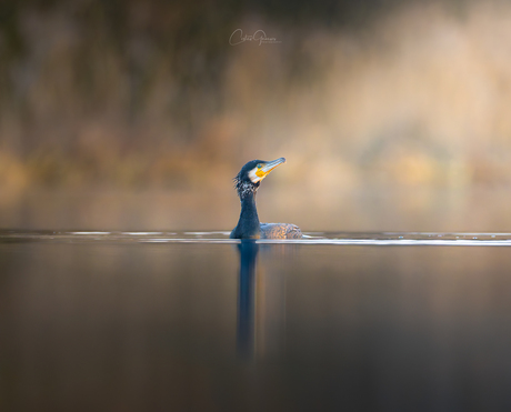 Great cormorant - Aalscholver - Κορμοράνος