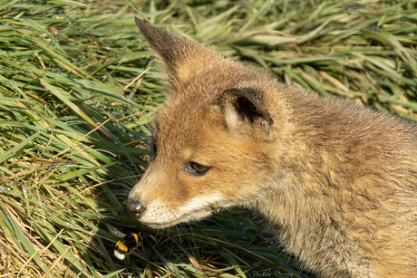 Kennismaking met een hommel