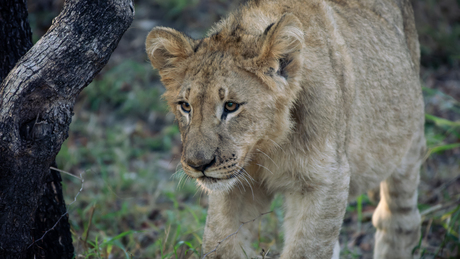 Jonge Afrikaanse leeuw