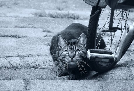 Bennie en mon vélo.